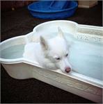 daycare pic 60 - oniko in pool